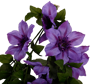 Picture of Clematis Hanging Bush x 9