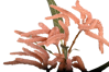 Picture of 25" Mini Amaranthus Spray x 2 - Mauve