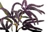 Picture of 25" Mini Amaranthus Spray x 2 - Purple