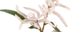Picture of 25" Mini Amaranthus Spray x 2 - White