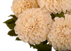 Picture of 18" Dahlia Bush x 5 - Cream