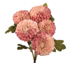 Picture of 18" Dahlia Bush x 5 Mauve