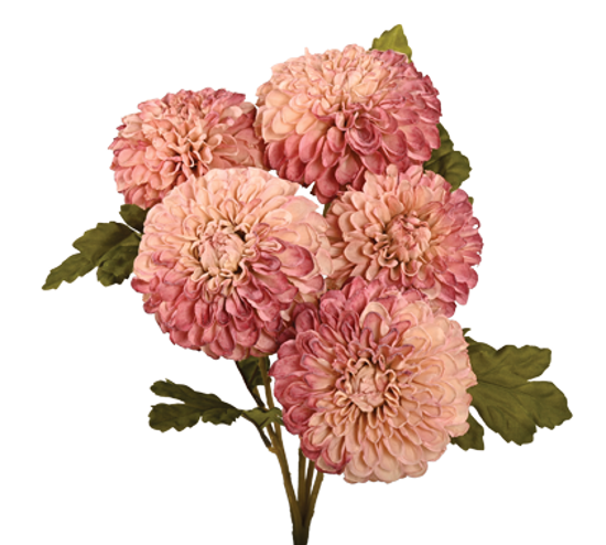 Picture of 18" Dahlia Bush x 5 Mauve