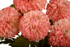 Picture of 18" Dahlia Bush x 5 - Pink