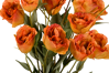 Picture of 26" Lisianthus Bush (Rust)