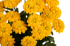 Picture of 18" Zinnia Bush x 12 - Yellow