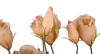 Picture of 26" Lisianthus Bush (Beige)