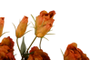Picture of 26" Lisianthus Bush (Rust)