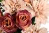Picture of 23" Rose Dahlia Bush x 18
