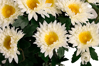 Picture of 17.5" Zinnia Bush x 5 - Cream
