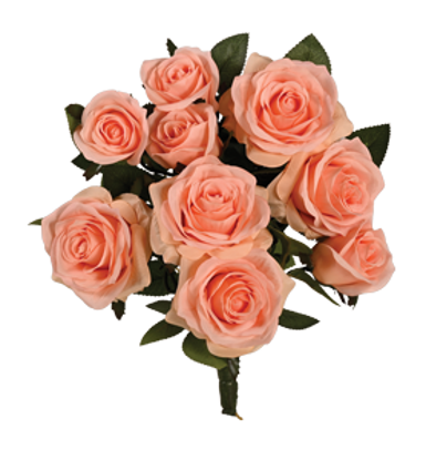 Picture of 15" Garden Rose Bush x 9 - Peach